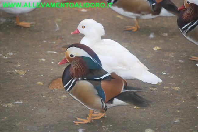 Come allevare l'anatra